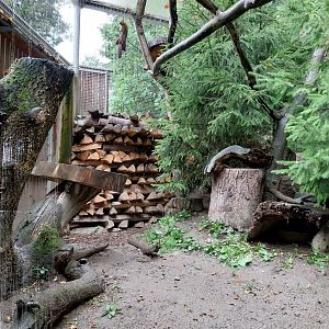 Marderhaus - Pine Marten House - European pine marten (Martes martes)