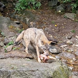 Eurasian wolf (Canis lupus lupus)