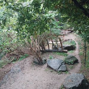 Eurasian wolf enclosure