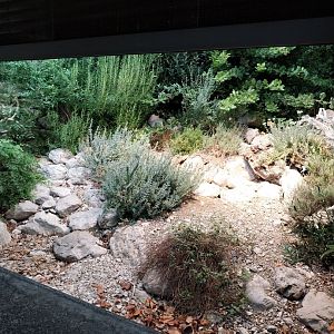 Ocellated lizard terrarium