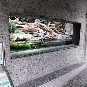 Asculapian snake and Viperine snake terrarium