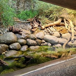 Grass snake and tesselated snake terrarium