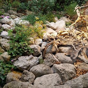 Horned viper terrarium