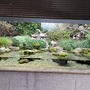 Alpine newt terrarium
