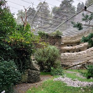 Waldrapp aviary