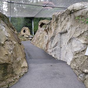 Griffon vulture aviary