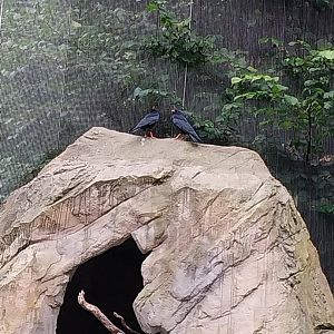 Griffon vulture aviary - Red-billed chough (Pyrrhocorax pyrrhocorax)