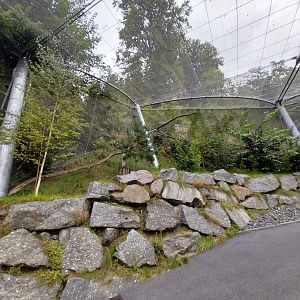 Griffon vulture aviary