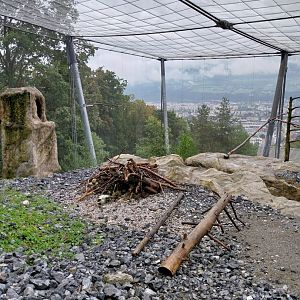 Griffon vulture aviary