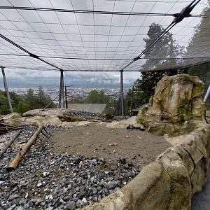 Griffon vulture aviary