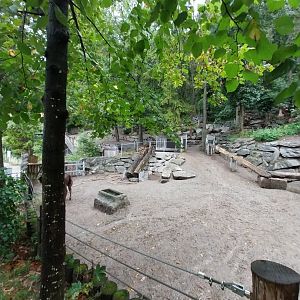 European bison enclosure