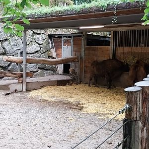 European bison barn
