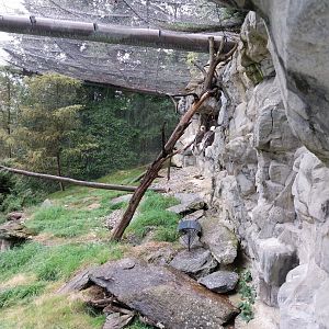 Bearded vulture aviary