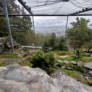 Bearded vulture aviary