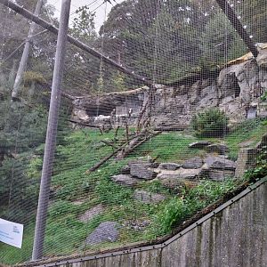 Bearded vulture aviary
