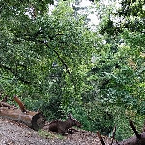 European moose (Alces alces)