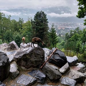 Alpine chamois (Rubicapra rubicapra rubicapra)