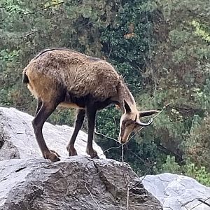 Alpine chamois (Rubicapra rubicapra rubicapra)