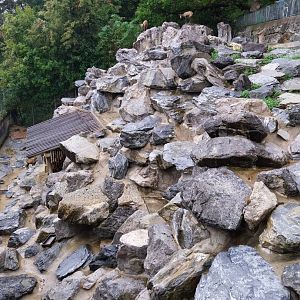 Alpine chamois (Rubicapra rubicapra rubicapra)