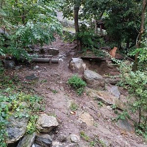 Eurasian lynx enclosure