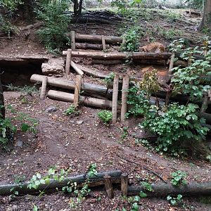Eurasian lynx enclosure