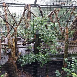 Capercaillie and Eurasian jay aviary