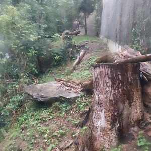 Golden eagle (Aquila chrysaetos)  aviary