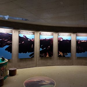 Golden eagle information center