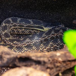Snake ID - Natural Science Centre Hradec Králové