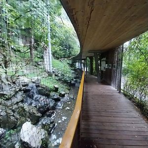 Cinereous vulture aviary visitors walkway