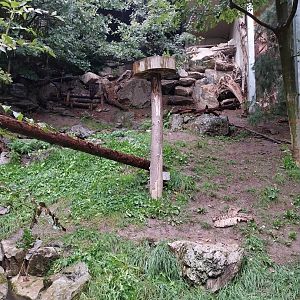 Cinereous vulture aviary