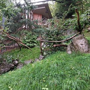 Cinereous vulture aviary