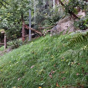 Cinereous vulture aviary