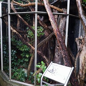 Auwald aviary - Lesser spotted woodpecker aviary