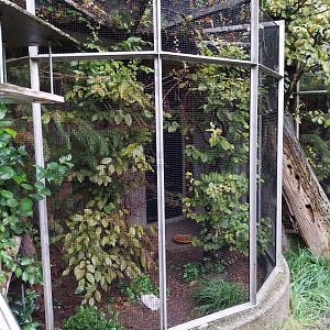 Auwald aviary  - European crested tit aviary