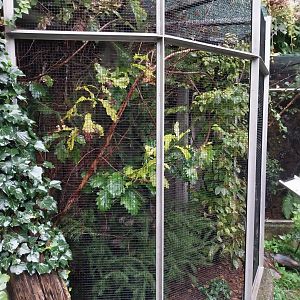 Auwald aviary - Godlfinch aviary