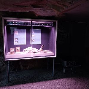 Brown bear exposition room