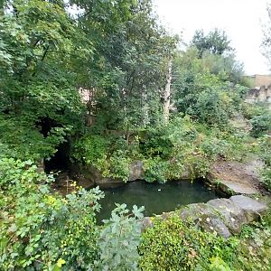 European brown bear enclosure