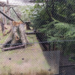 European wildcat enclosure