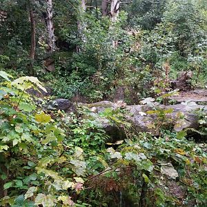 European brown bear enclosure