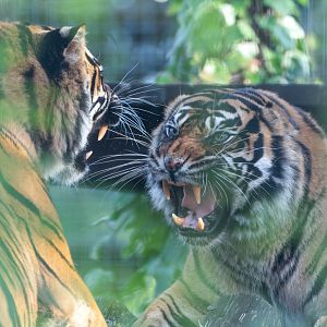 Sumatran Tigers, Shepreth, UK