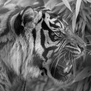 Sumatran Tiger (f), Shepreth, UK