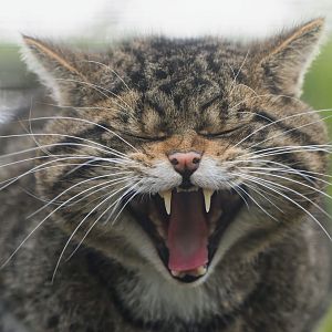 Scottish wildcat (m), Shepreth, UK