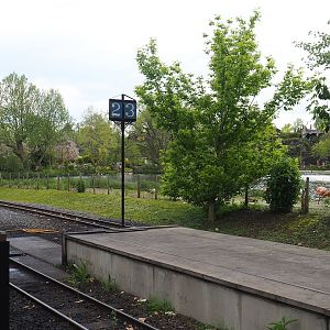 Pairi Daiza Steam Railway ride - Chilean flamingo exhibit between train tracks and lake, 2023-05-16