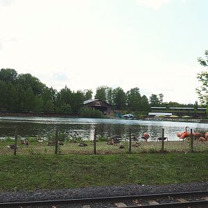 Pairi Daiza Steam Railway ride - View of lake and Chilean flamingo exhibit between train tracks and lake, 2023-05-16