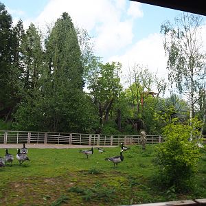 Pairi Daiza Steam Railway ride - Southern Cape Australia area - Kangaroo walk-through and Cassowary exhibit, 2023-05-16