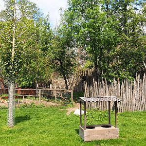 Pairi Daiza Steam Railway ride - Southern Cape Australia area - Kangaroo area, 2023-05-16