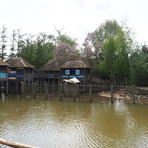 Pairi Daiza Steam Railway ride - Mersus Emergo, Pygmy hippopotamus exhibit and African stilt village 2023-05-16