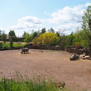 Pairi Daiza Steam Railway ride - Southern white rhinoceros and Northern warthog paddock, 2023-05-16