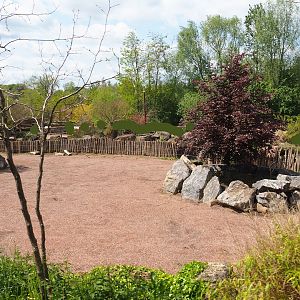 Pairi Daiza Steam Railway ride - Southern white rhinoceros and Northern warthog paddock, 2023-05-16